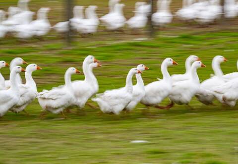 Gänse laufen über eine Wiese