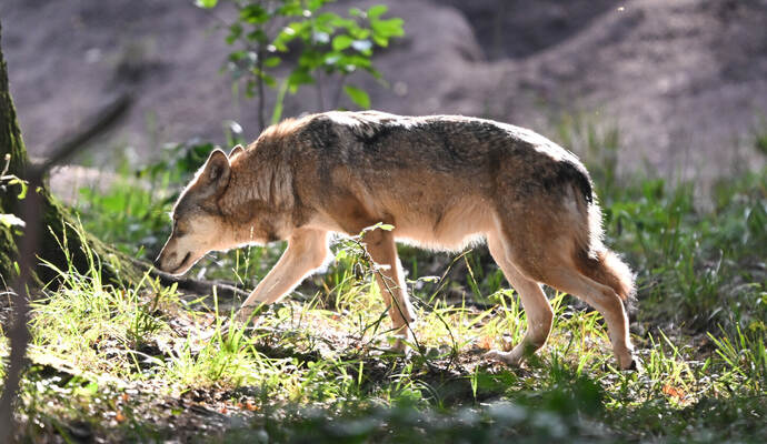 Europäischer Wolf im Wildpark Alte Fasanerie