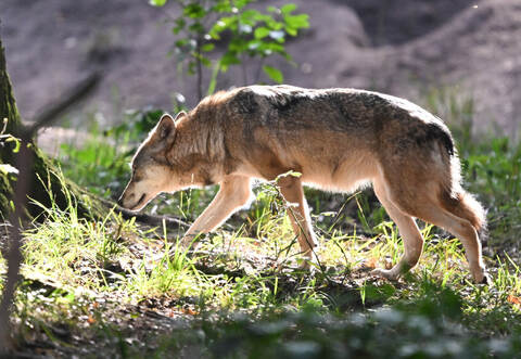 Europäischer Wolf im Wildpark Alte Fasanerie