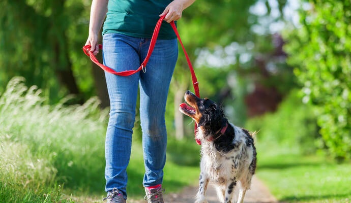 mature woman with Brittany dog at the leash