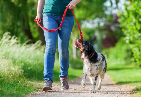mature woman with Brittany dog at the leash