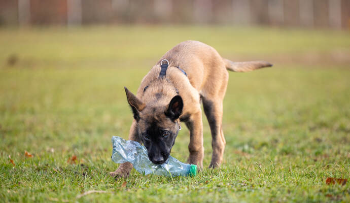 Reportage Polizeihund Cupra