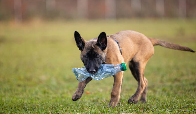 Reportage Polizeihund Cupra