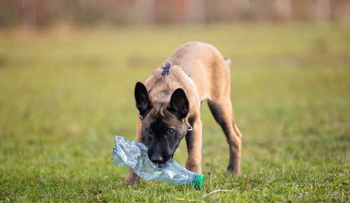 Reportage Polizeihund Cupra