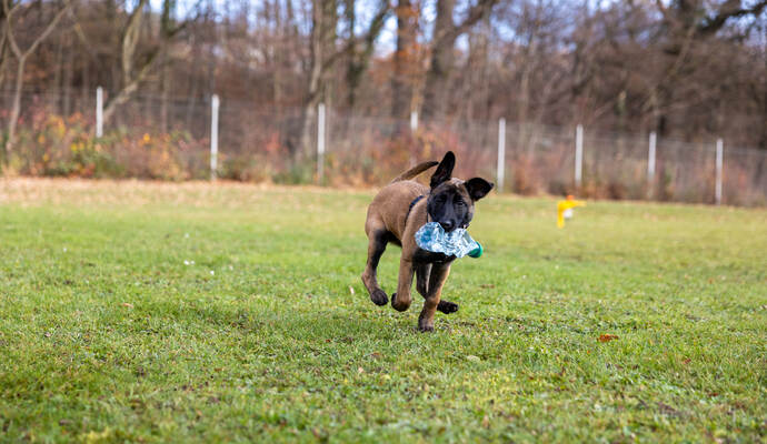 Reportage Polizeihund Cupra
