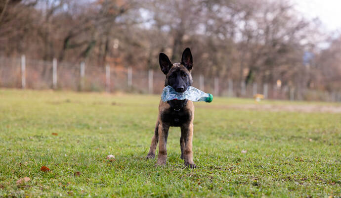 Reportage Polizeihund Cupra