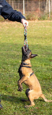 Reportage Polizeihund Cupra