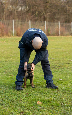 Reportage Polizeihund Cupra