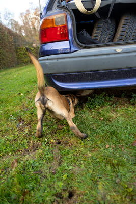 Reportage Polizeihund Cupra