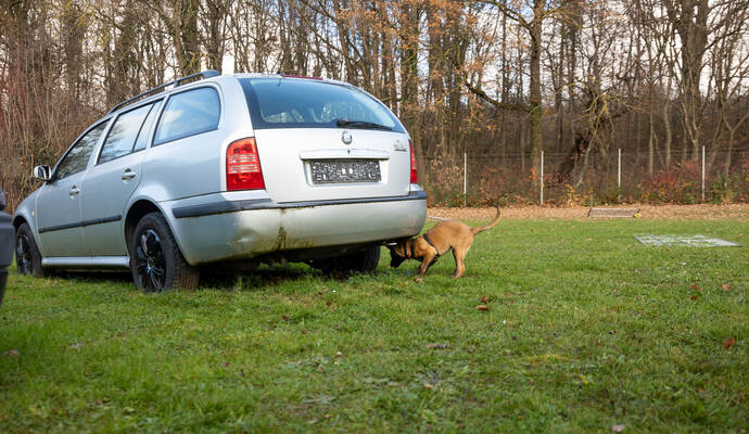 Reportage Polizeihund Cupra