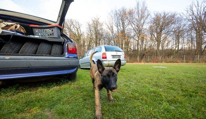 Reportage Polizeihund Cupra