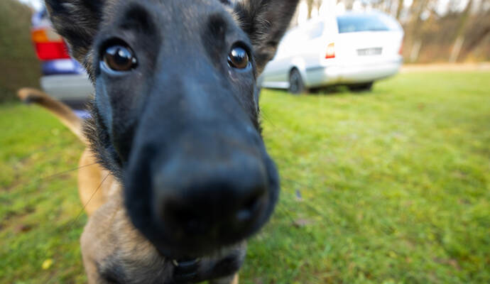 Reportage Polizeihund Cupra