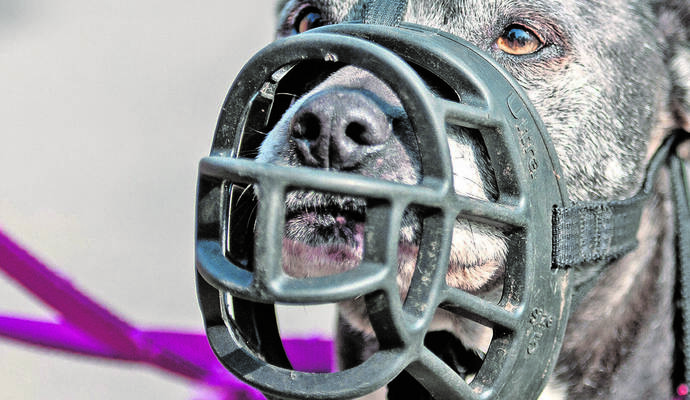 American Staffordshire Terrier