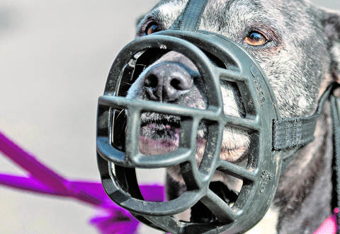 American Staffordshire Terrier