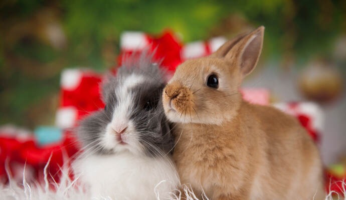 Gerade Kleintiere wie Kaninchen, Meerschweinchen oder Vögel seien soziale Arten und müssten unbedingt mit Artgenossen gehalten werden.
