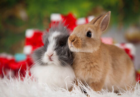 Gerade Kleintiere wie Kaninchen, Meerschweinchen oder Vögel seien soziale Arten und müssten unbedingt mit Artgenossen gehalten werden.