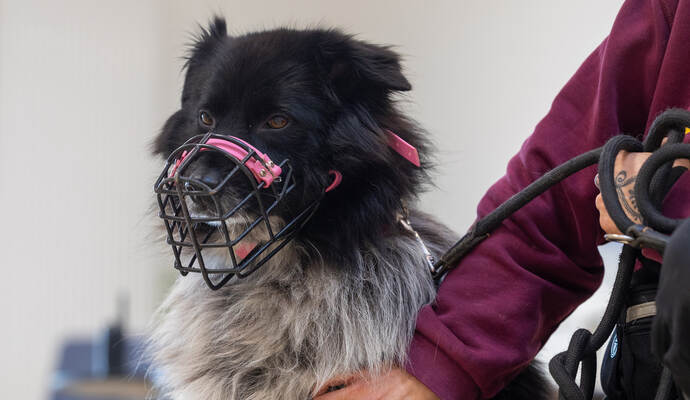 Tierheim Magazin Serie Mirell