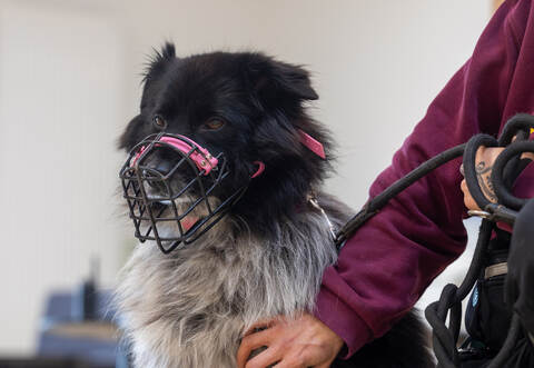 Tierheim Magazin Serie Mirell