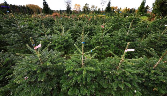 Verband: Baum in München teurer als ab Hof im Odenwald 