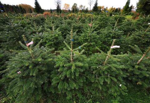 Verband: Baum in München teurer als ab Hof im Odenwald 