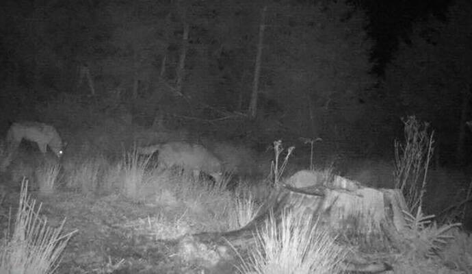 Zwei Wölfe gemeinsam auf einem Foto einer Wildkamera