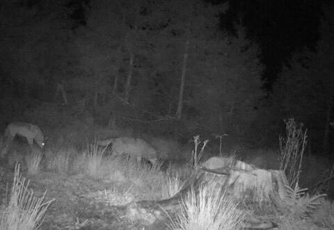 Zwei Wölfe gemeinsam auf einem Foto einer Wildkamera