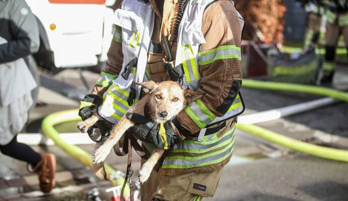 Feuerwehr rettet Hund bei Brand