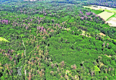 Während die Nachfrage nach Brennholz in Ötisheim eingebrochen ist, ist Schadholz deutlich gefragter.