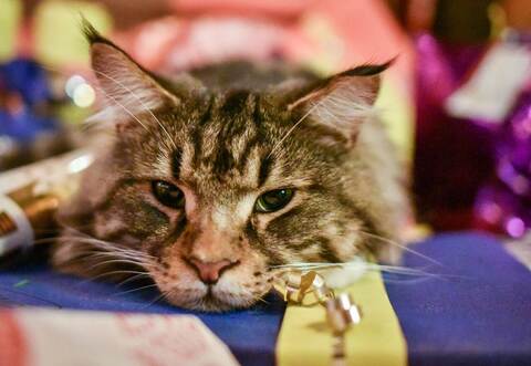 Haustiere als Geschenk