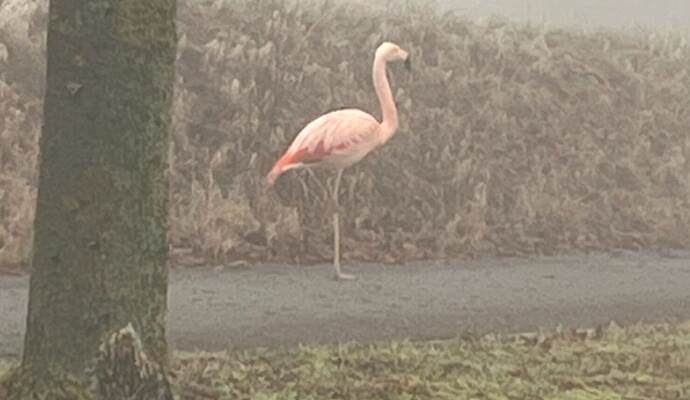 Wilder Flamingo bei Ulm