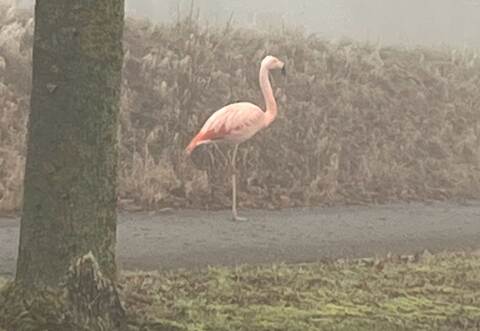Wilder Flamingo bei Ulm