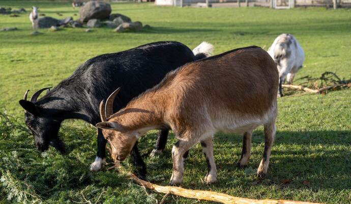 Verfahren gegen Tierpark wegen Verletzung in Streichelgehege