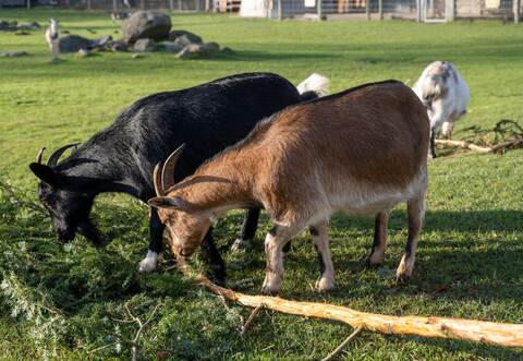 Verfahren gegen Tierpark wegen Verletzung in Streichelgehege