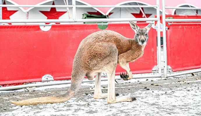 Känguru büxt aus Zirkus in Aalen aus