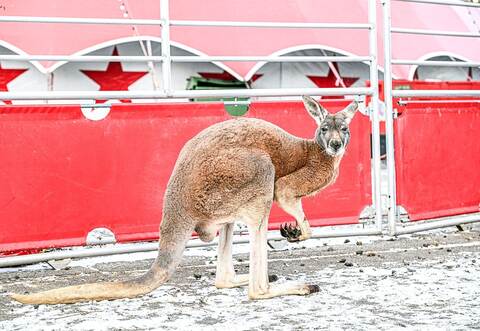 Känguru büxt aus Zirkus in Aalen aus