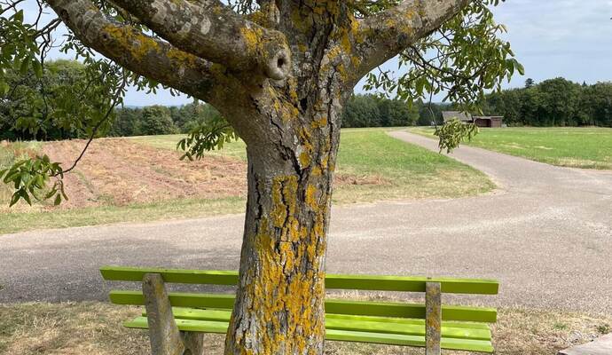 Sitzbänke in der Nähe von Bäumen – wie hier in Bieselsberg – oder gar im Wald haben es noch schwer. Dort ist die Gefahr herabfallender Äste oder umstürzender Bäume gegeben.