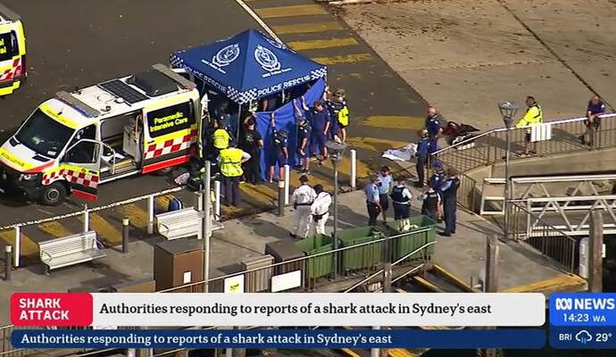 Haiangriff in einem Vorort von Sydney