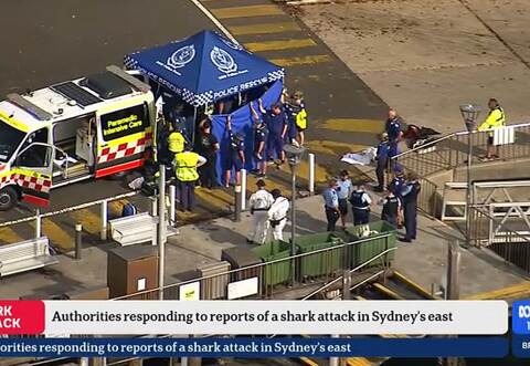 Haiangriff in einem Vorort von Sydney