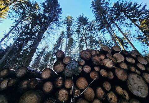 Der Holzeinschlag in Wimsheim hat mit 599 Festmetern nahezu punktgenau dem geplanten Ansatz entsprochen.