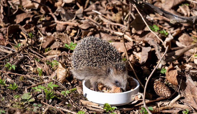 In nahrungsknappen Jahren können Igel und Vögel im eigenen Garten gefüttert werden. Dabei sollten jedoch ein paar Dinge beachtet werden.