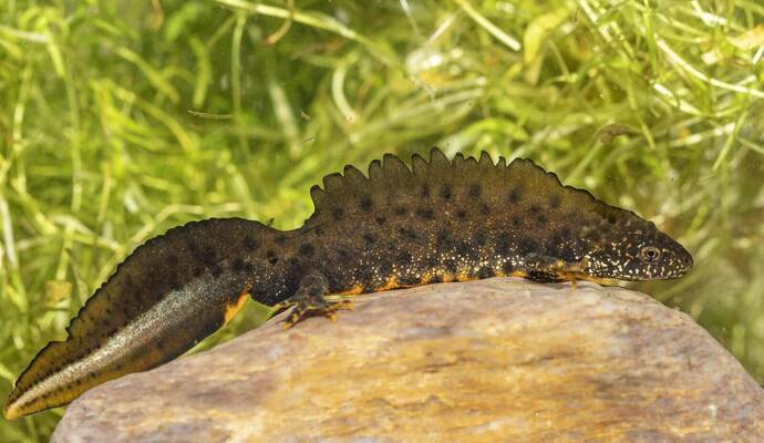 Seltener Kammmolch