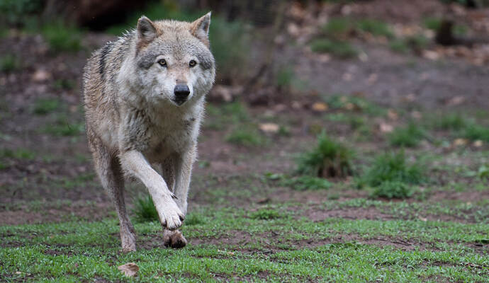 Europäischer Wolf