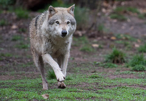Europäischer Wolf