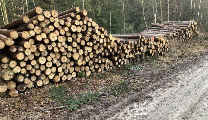 Viele Stämme am Birkenfelder Kopfrundweg auf die Abfuhr. Der Einsatz von schwerem Gerät hat aber auch massive Schäden am Weg hinterlassen.