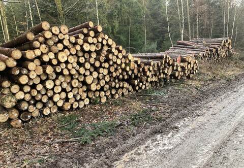 Viele Stämme am Birkenfelder Kopfrundweg auf die Abfuhr. Der Einsatz von schwerem Gerät hat aber auch massive Schäden am Weg hinterlassen.