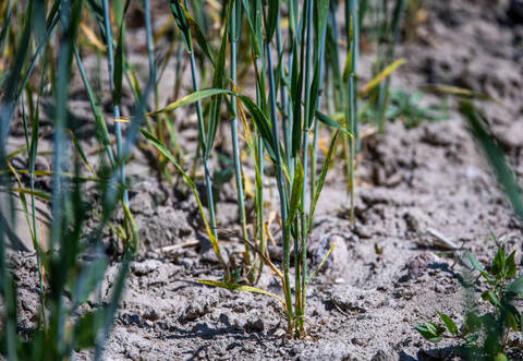 Anhaltende Trockenheit in Norddeutschland