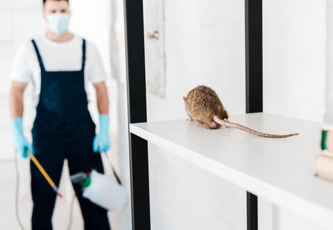 selective focus of rat near exterminator holding toxic equipment