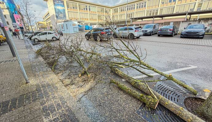 Vorboten der geplanten Baustelle: Bäume an der Kiehnlestraße stehen im Weg.