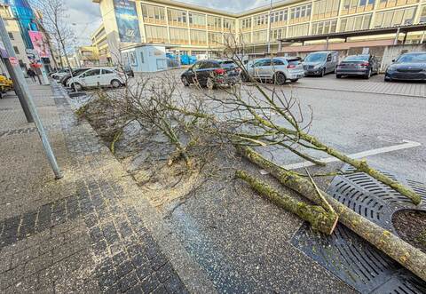 Vorboten der geplanten Baustelle: Bäume an der Kiehnlestraße stehen im Weg.