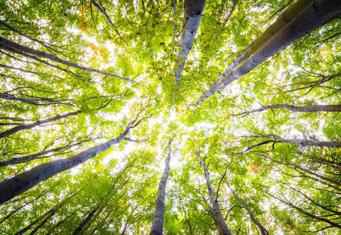 Rückblick auf das vergangene Forstjahr: So geht es dem Friolzheimer Wald. (Symbolbild)